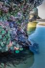 Oregon-Bandon Beach Sea stars and anemones on rock Art Print